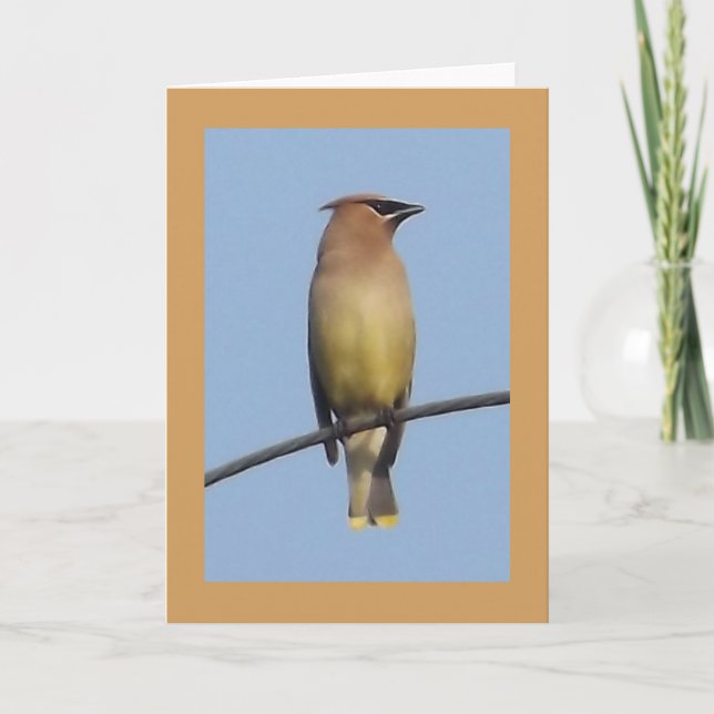 Cartão Cedar Waxwing Greeting Card (Frente)