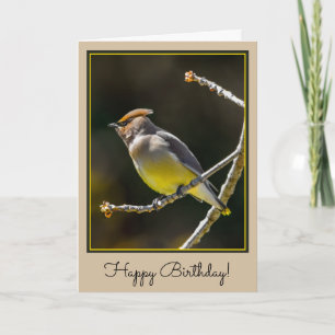 Cartão Cedar Waxwing Songbird Original Foto de Pássaro Se