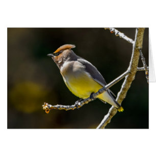 Cartão Cedar Waxwing Songbird Original Foto de Pássaro Se
