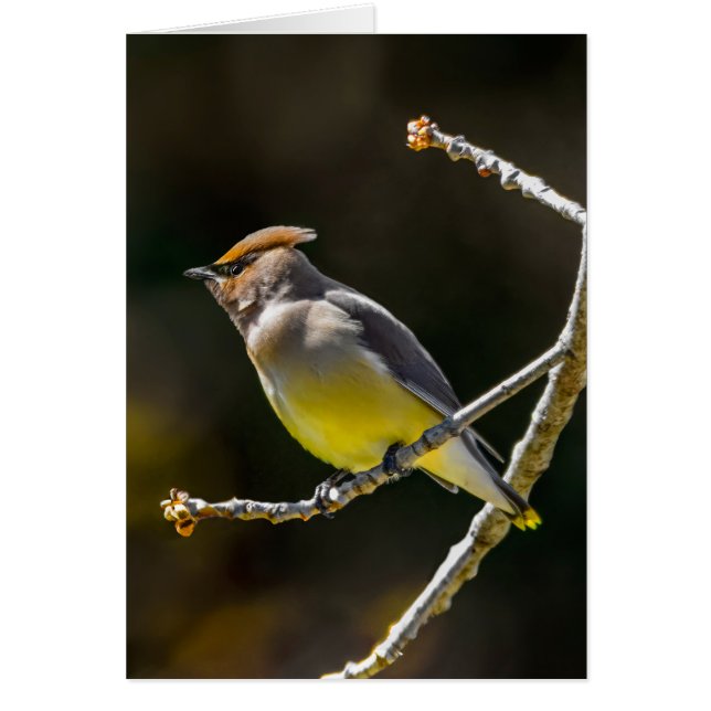 Cartão Cedar Waxwing Songbird Original Foto de Pássaro Se (Frente)