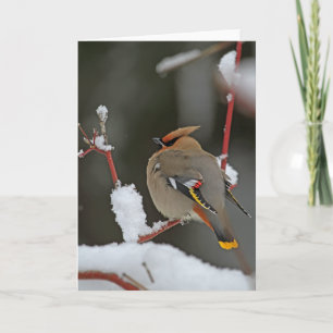 Cartão Cena de inverno - Waxwing Boêmian