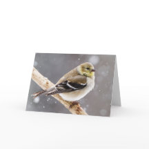 Cena de Neve de Inverno - Goldfinch Americano