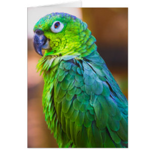 Cartão Cenoura Verde