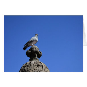 Cartão Central Park Pigeon Blue Sky Nova Iorque Pird