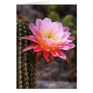 Cartão Cereais em cactus cor-de-rosa