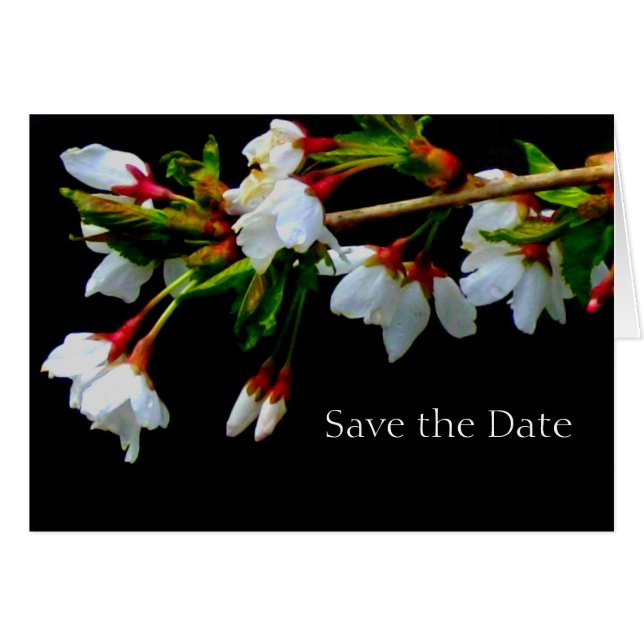 Cartão Cerejeira florada branca, foto de floração (Frente horizontal)