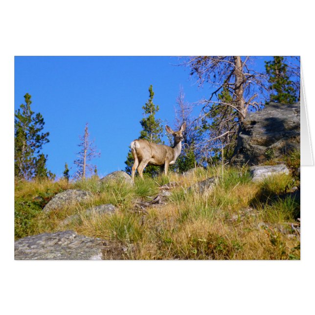 Cartão Cervo das Montanhas Rochosas (Frente Horizontal)
