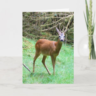 Cartão Cervo Roe Macho Personalizável Amante da Natureza