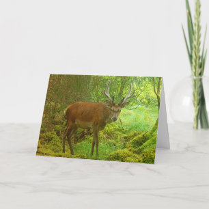 Cartão Cervo Vermelho Prudente Cena da Floresta Musgosa
