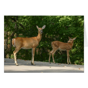 Cartão Cervos