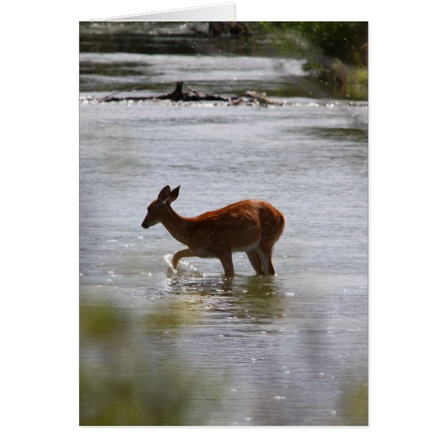 Cartão Cervos (Frente)