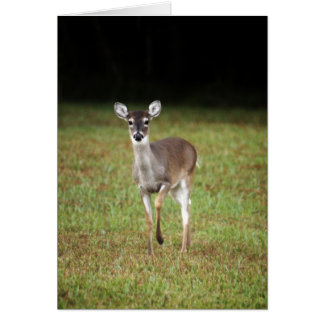 Cartão Cervos do amanhecer