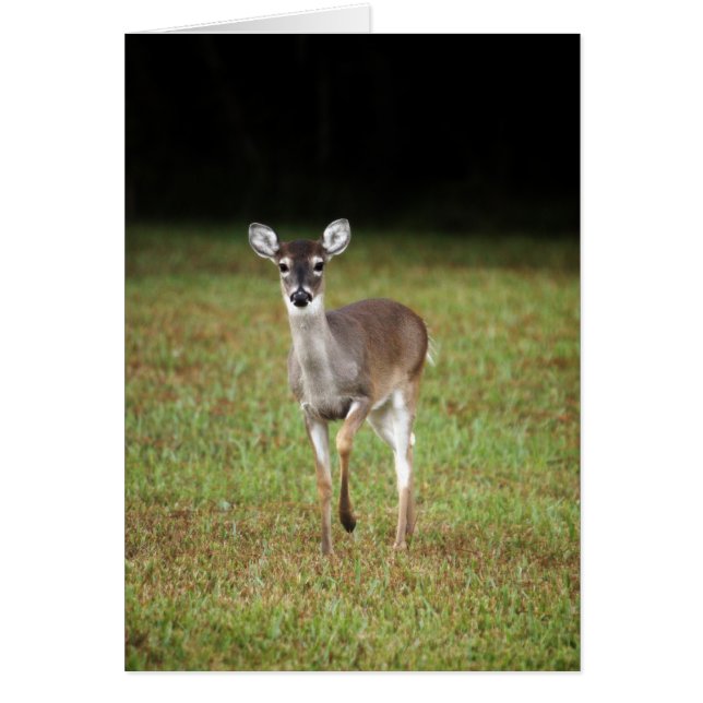 Cartão Cervos do amanhecer (Frente)