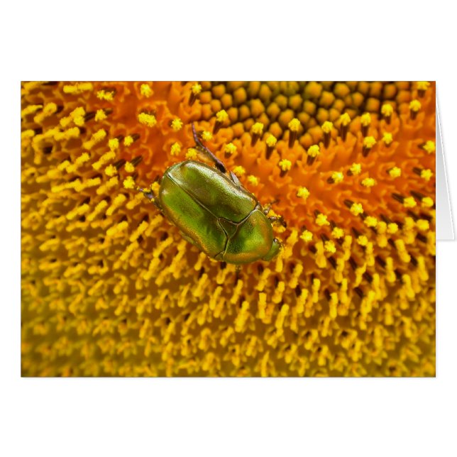 Cartão Cetonia aurata (Frente Horizontal)