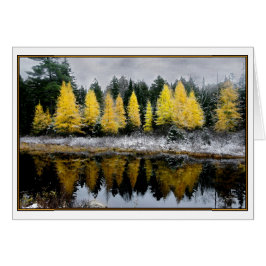 Cartão Céu cinza Sobre Tamarack Bog