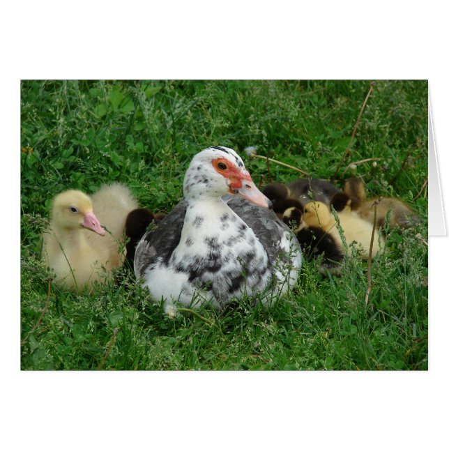 Cartão Céu e patinhos (Frente Horizontal)