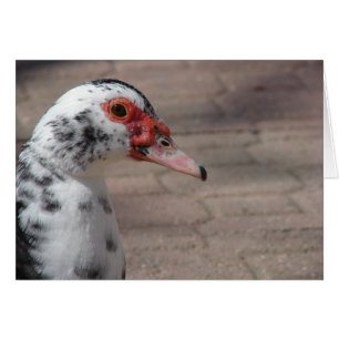 Cartão Céu, Pato Muscovy Hen