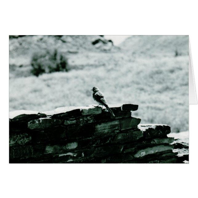 Cartão Chaco Bird (Frente Horizontal)