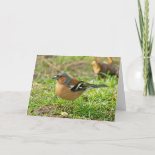 Cartão Chaffinch - Chaffinch Greeting Card Any Occasion -