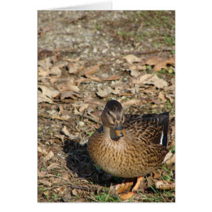 Cartão Chamar Duck