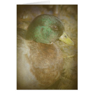 Cartão Chamar Duck Drake