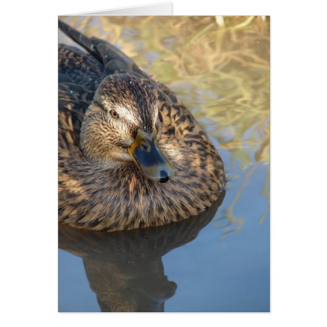 Cartão Chamar Pato na Água (Frente)