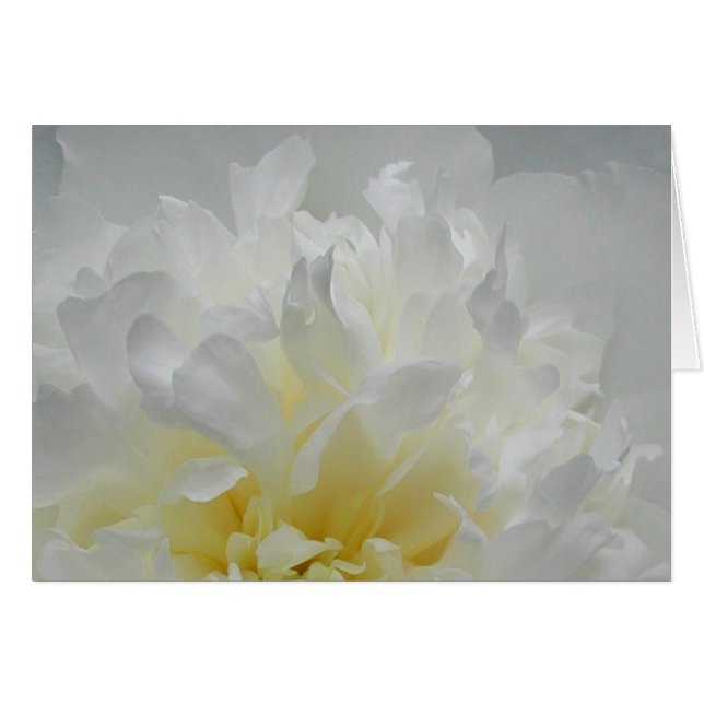 Cartão Chamas da peônia (Frente Horizontal)