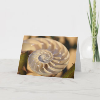 Cartão Chambered Nautilus