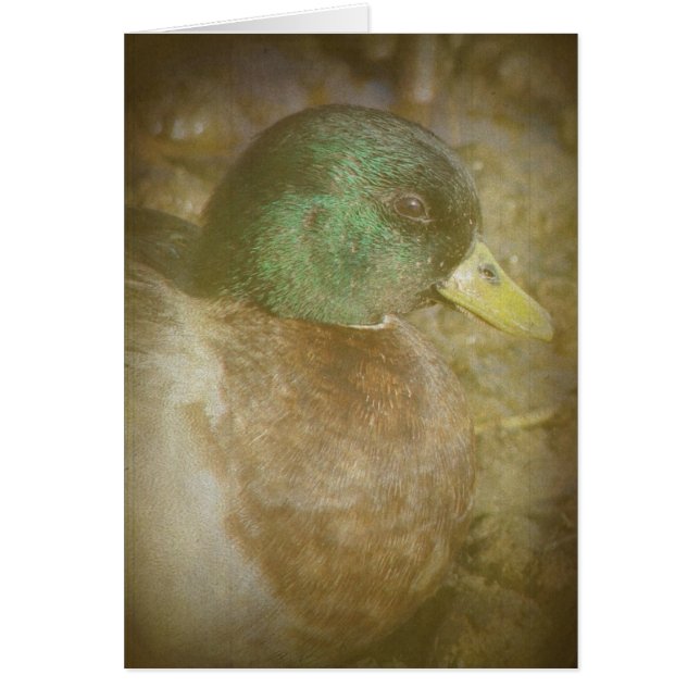 Cartão Chame Duck Drake (Frente)