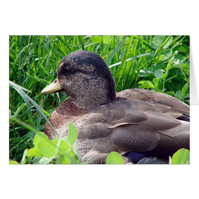 Cartão Chame Duck Drake (Frente Horizontal)