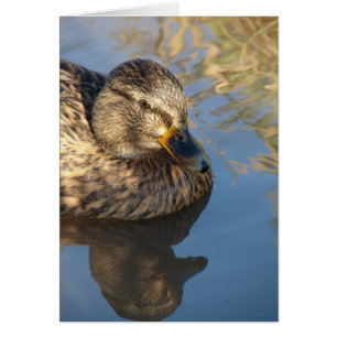 Cartão Chame Duck Hen Com Reflexões