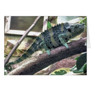 Cartão Chameleão de Meller - Chamaeleo melleri