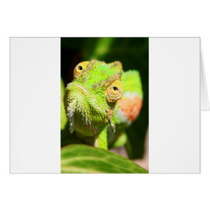 Cartão Chameleon