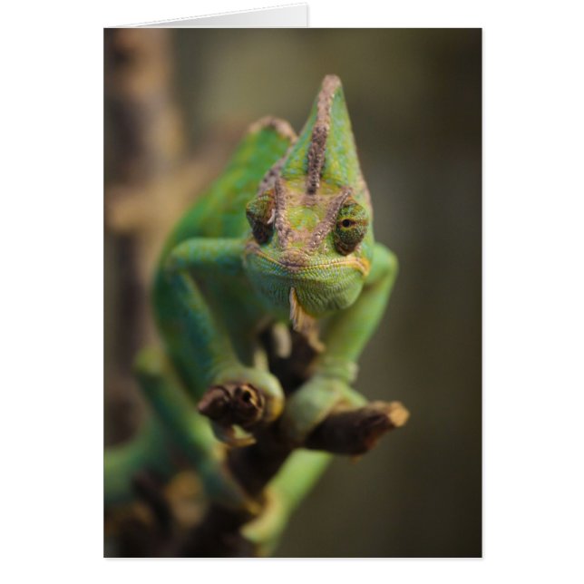 Cartão Chameleon (Frente)