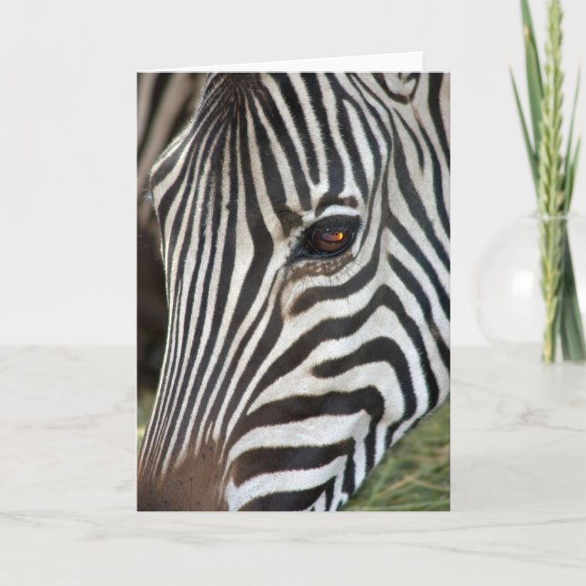 Cartão Chapman's Zebra Card (Frente)