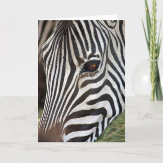 Cartão Chapman's Zebra Card