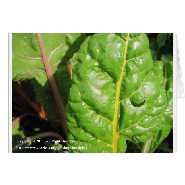 Cartão Chards suíços (Frente Horizontal)