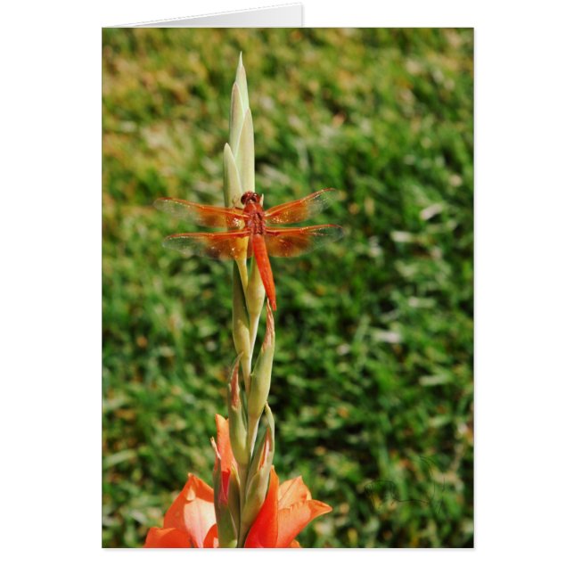 Cartão Chase o Dragão (Frente)