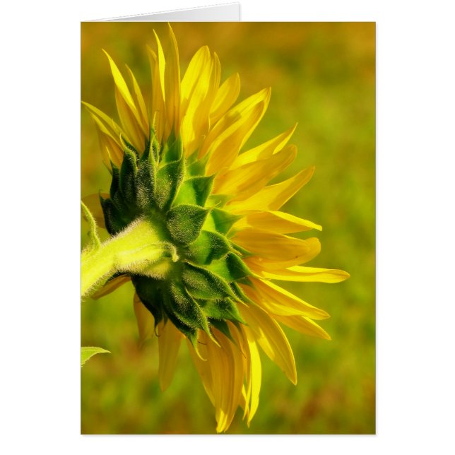 Cartão Cheery Sunflower Back (Frente)