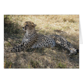 Cartão Cheetah