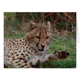 Cartão Cheetah