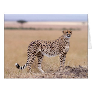 Cartão Cheetah