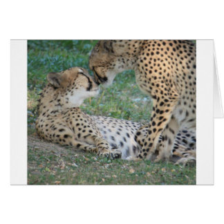 Cartão Cheetah