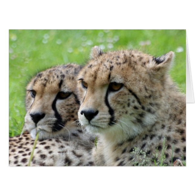 Cartão Cheetah 009 (Frente horizontal)