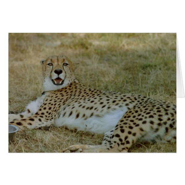Cartão Cheetah Card (Frente Horizontal)