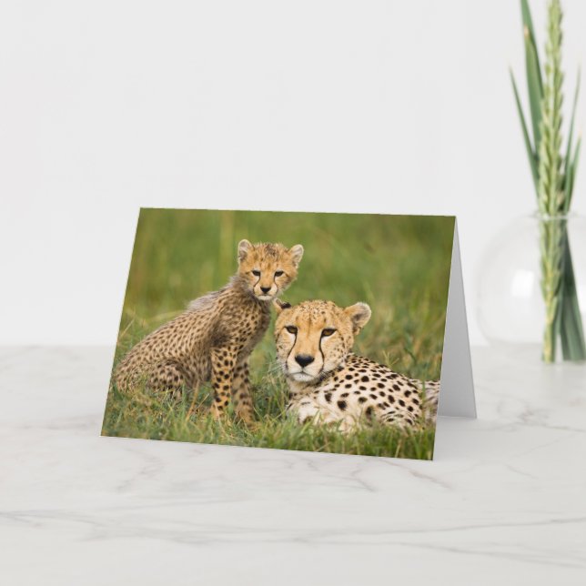 Cartão Cheetah Cub and Parent in Grass (Frente)