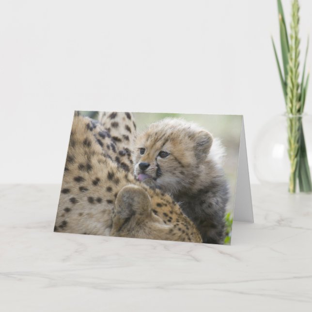 Cartão Cheetah Cub com mamãe (Frente)