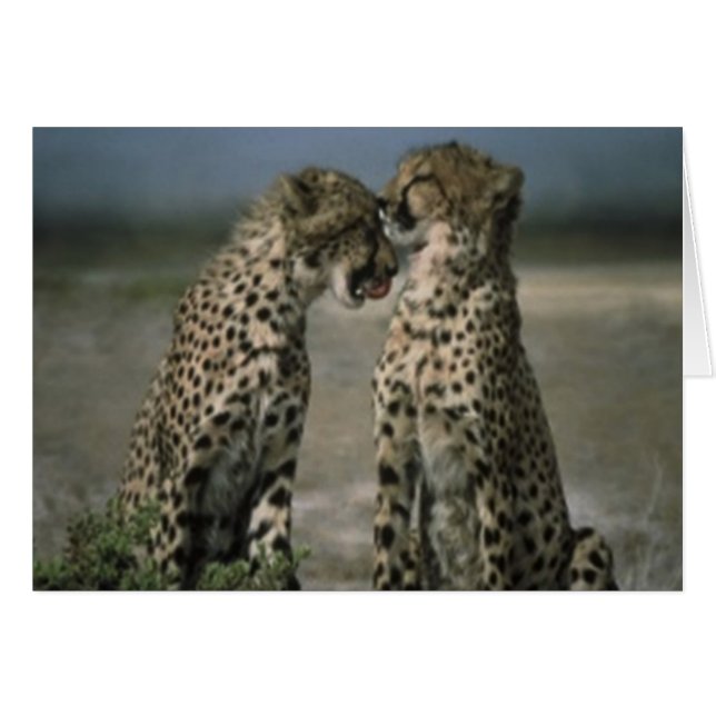 Cartão Cheetah Love (Frente Horizontal)