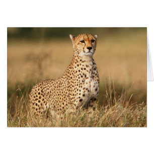 Cartão Cheetah no pequeno monte para melhor visibilidade