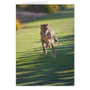 Cartão Cheetah Running